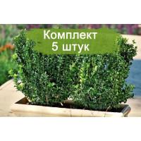 Комплект 5шт  / Бересклет Грин Спайр